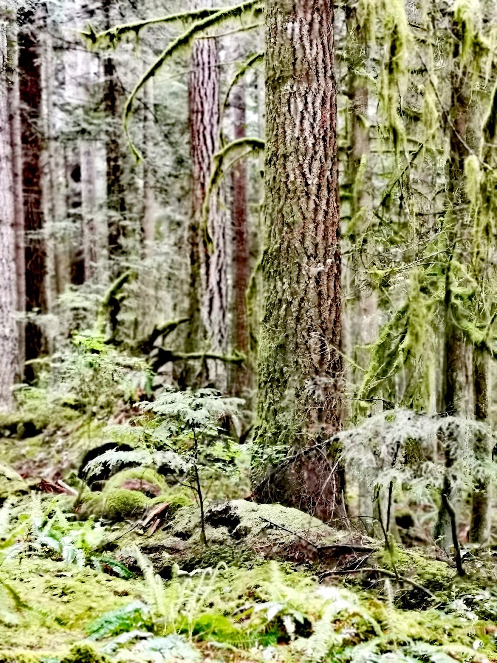 Roberts Creek Elementary | Sunshine Coast D, BC V0N 2W2, Canada | Phone: (604) 885-9229