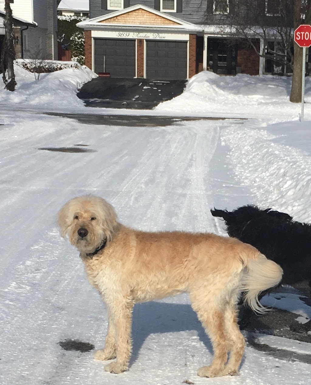 Ravenswood Dog Sitters | 369 Aurora Crescent, Burlington, ON L7N 2B1, Canada | Phone: (647) 702-0046