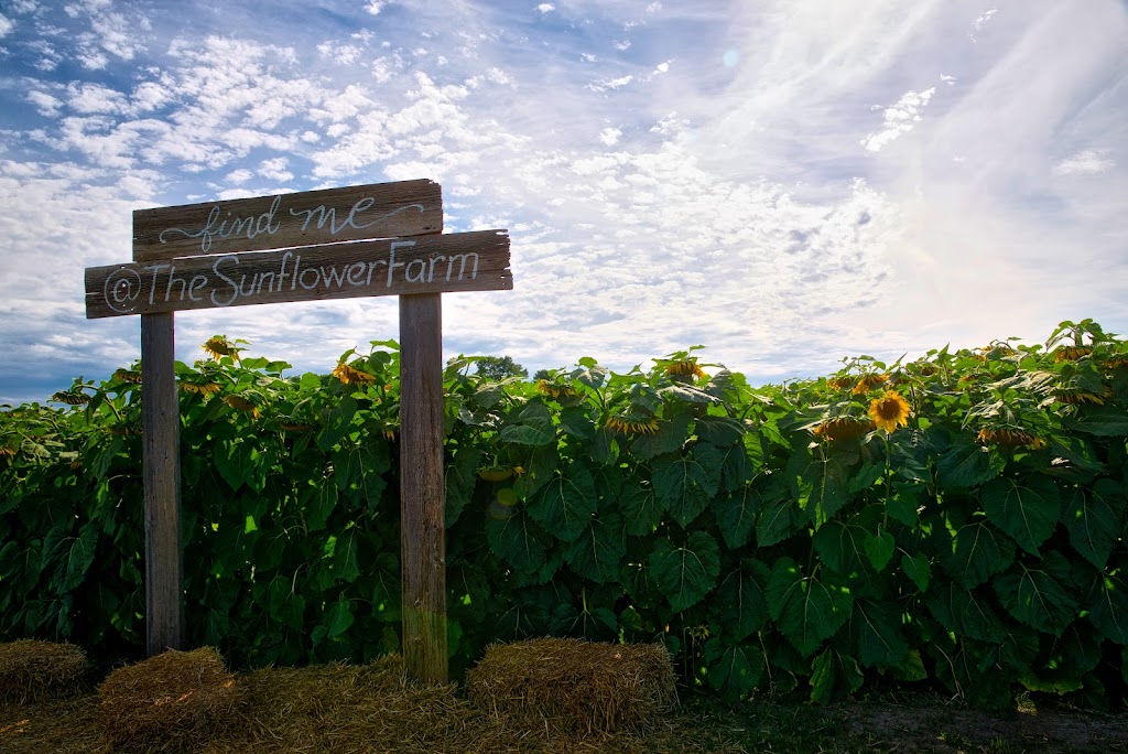 The Sunflower Farm | 24430 Sideroad 17, Side Rd 17, Beaverton, ON L0K 1A0, Canada | Phone: (416) 316-9543