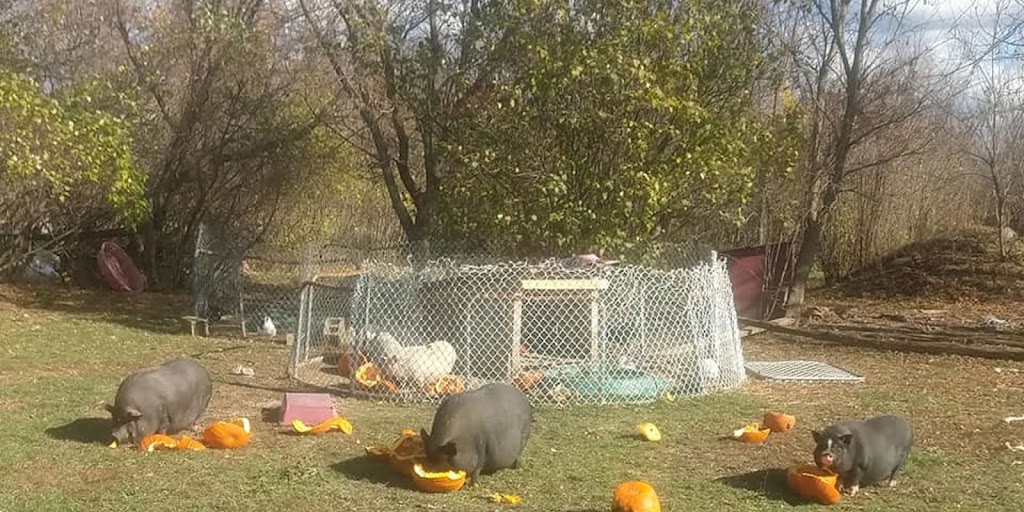 Kamp Kiki Animal Sanctuary | 782 Shannon Rd, Plainfield, ON K0K 2V0, Canada | Phone: (613) 391-9417