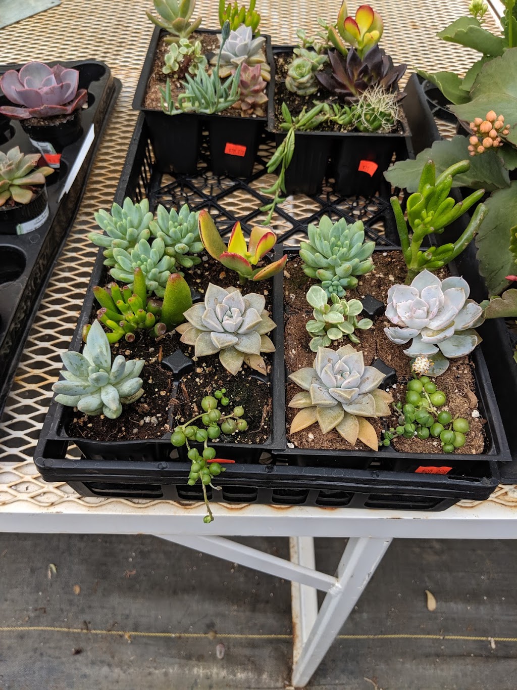 Hollys Green House | 423016 Range Rd 34, Box 1478, Rimbey, AB T0C 2J0, Canada | Phone: (403) 843-2892