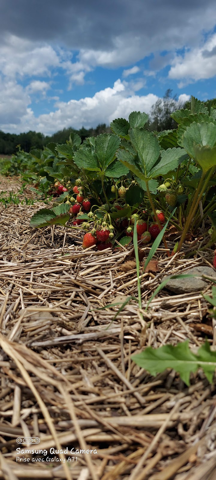 Les Jardins J.A. Ouellet | 1847 Rang St Paul, Saint-Rémi, QC J0L 2L0, Canada | Phone: (450) 454-3871