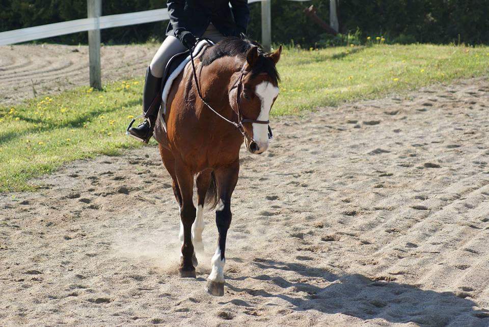 Run 2 You Stables | 1911 Erbs Rd, Baden, ON N3A 3M3, Canada | Phone: (519) 568-1471