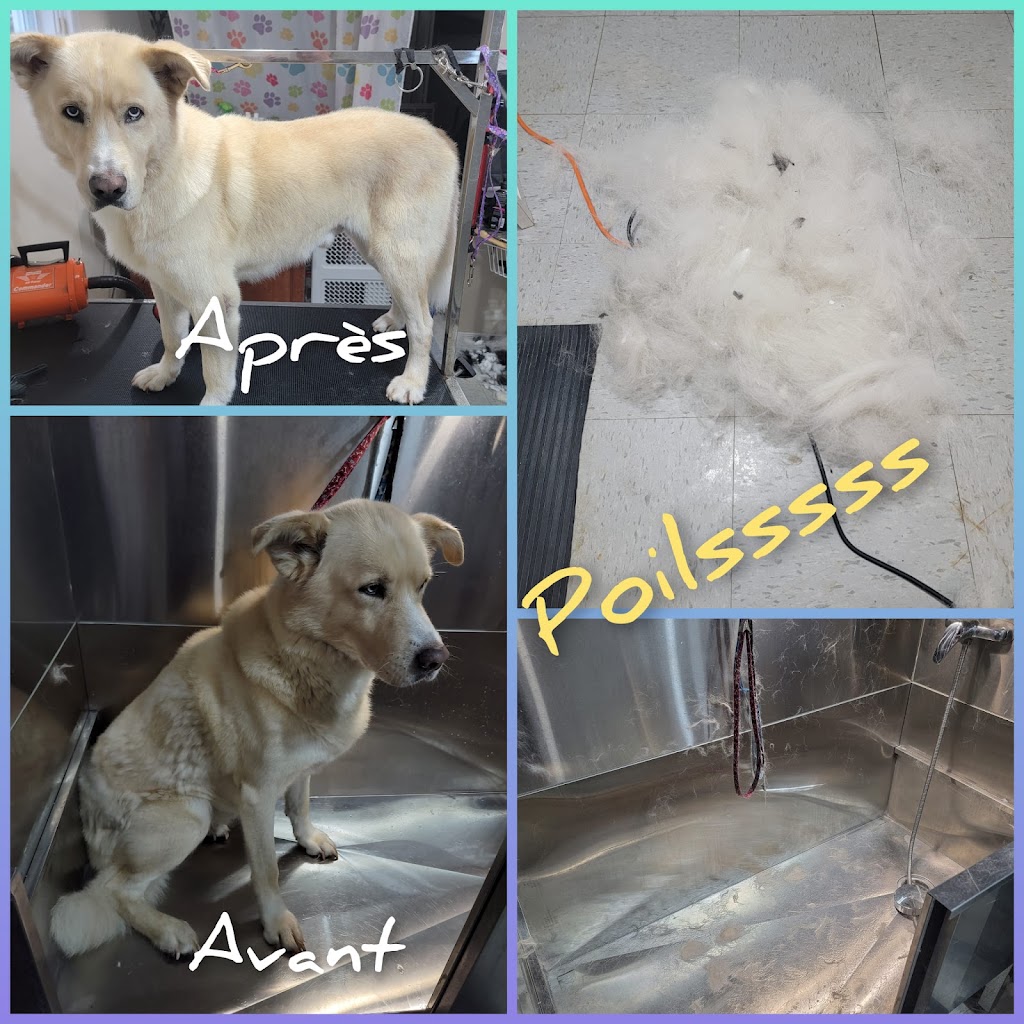 Passion Toilettage Natri | Rue St Michel, Oka, QC J0N 1E0, Canada | Phone: (514) 222-1674