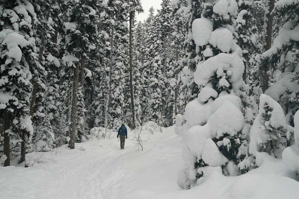 Bear Country Guiding & Consulting | 30 Shawnee Common SW, Calgary, AB T2Y 0R1, Canada | Phone: (403) 629-5688