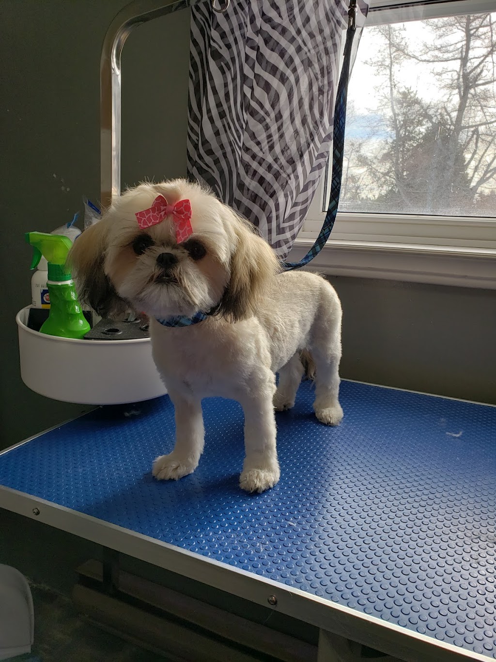 Bouctouche Dog and Cat Grooming | 249 Irving Blvd, Bouctouche, NB E4S 3K5, Canada | Phone: (506) 878-1418