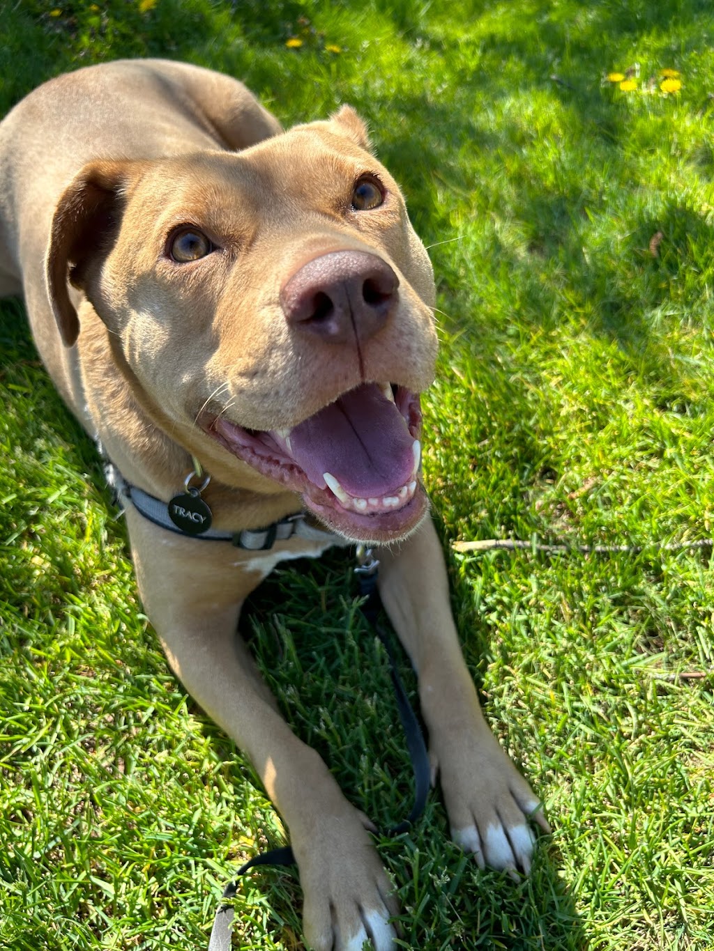 Happy Pack Dog Walking | 22 Tatlock Ln, Rice Point, PE C0A 1H6, Canada | Phone: (705) 391-8411