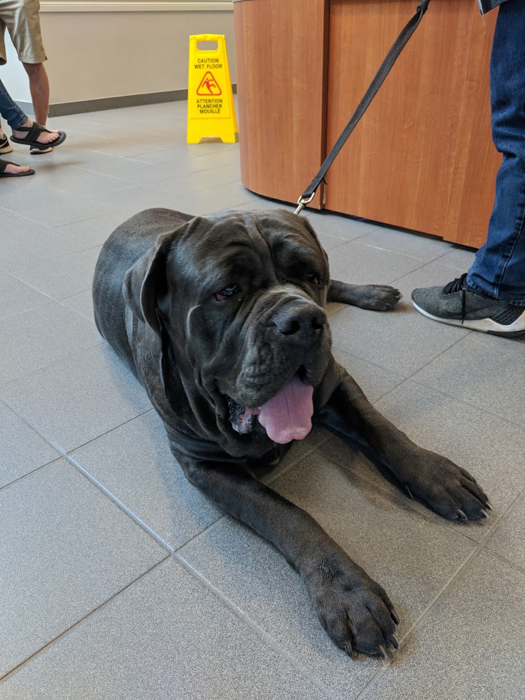 Mississauga Oakville Veterinary Emergency Hospital | 2285 Bristol Cir, Oakville, ON L6H 6P8, Canada | Phone: (905) 829-9444