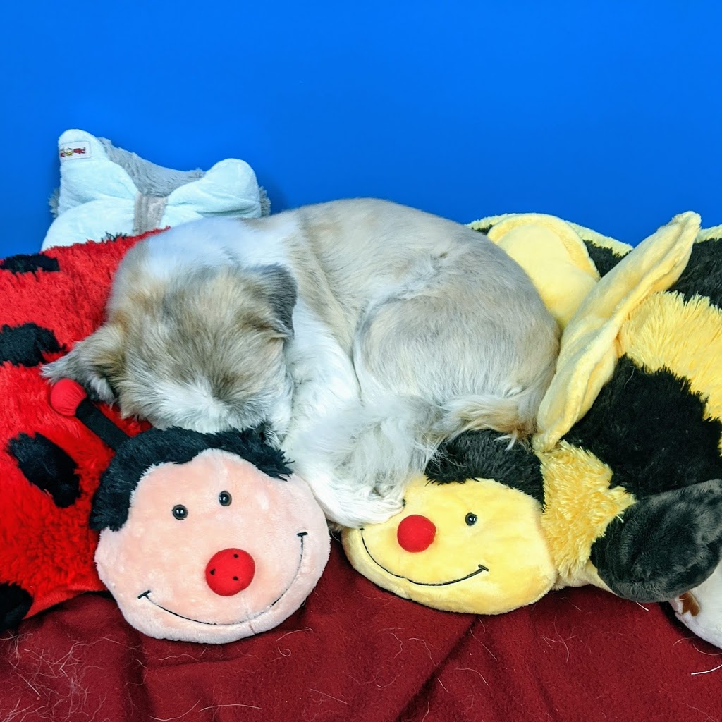 Senior Paws Pet Services | 36 Brookshire Ct Unit 6, Bedford, NS B4A 4E2, Canada | Phone: (902) 431-4244