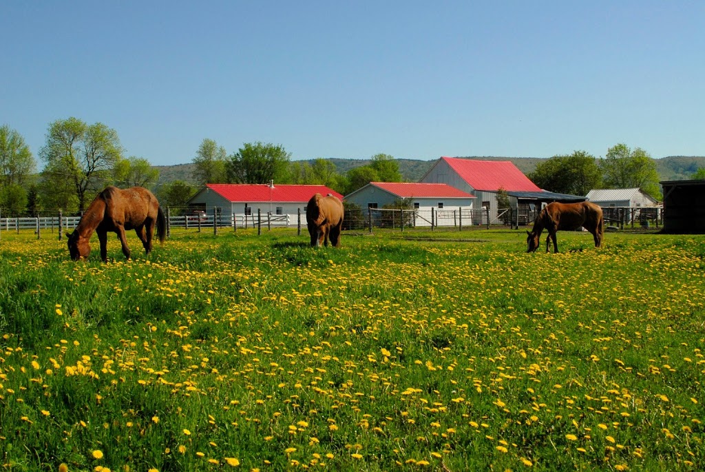 Black Bay Horse Farm | 250 Chemin de la Baie, Luskville, QC J0X 2G0, Canada | Phone: (819) 665-3614