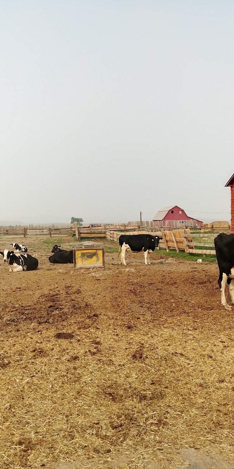 Granum Colony Farming Co | box 360，, Township Rd 110, Granum, AB T0L 1A0, Canada | Phone: (403) 682-9217