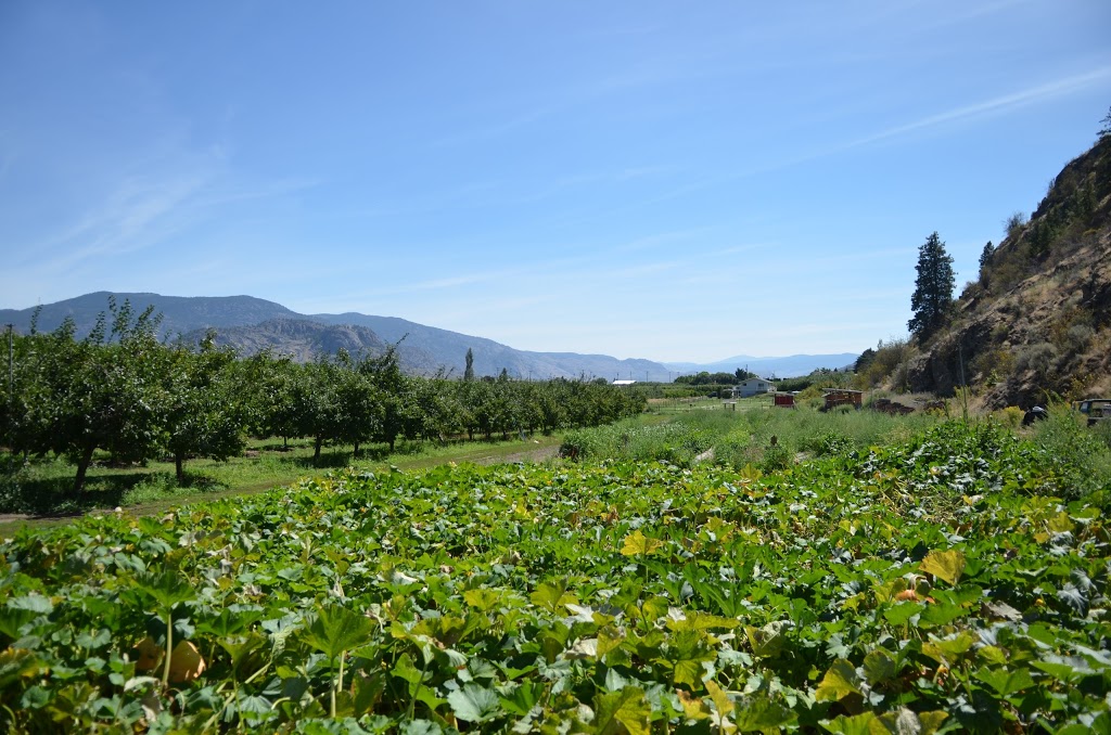 Hillside Orchards | 400-498 310th Ave, Osoyoos, BC V0H 1V5, Canada | Phone: (250) 485-7180