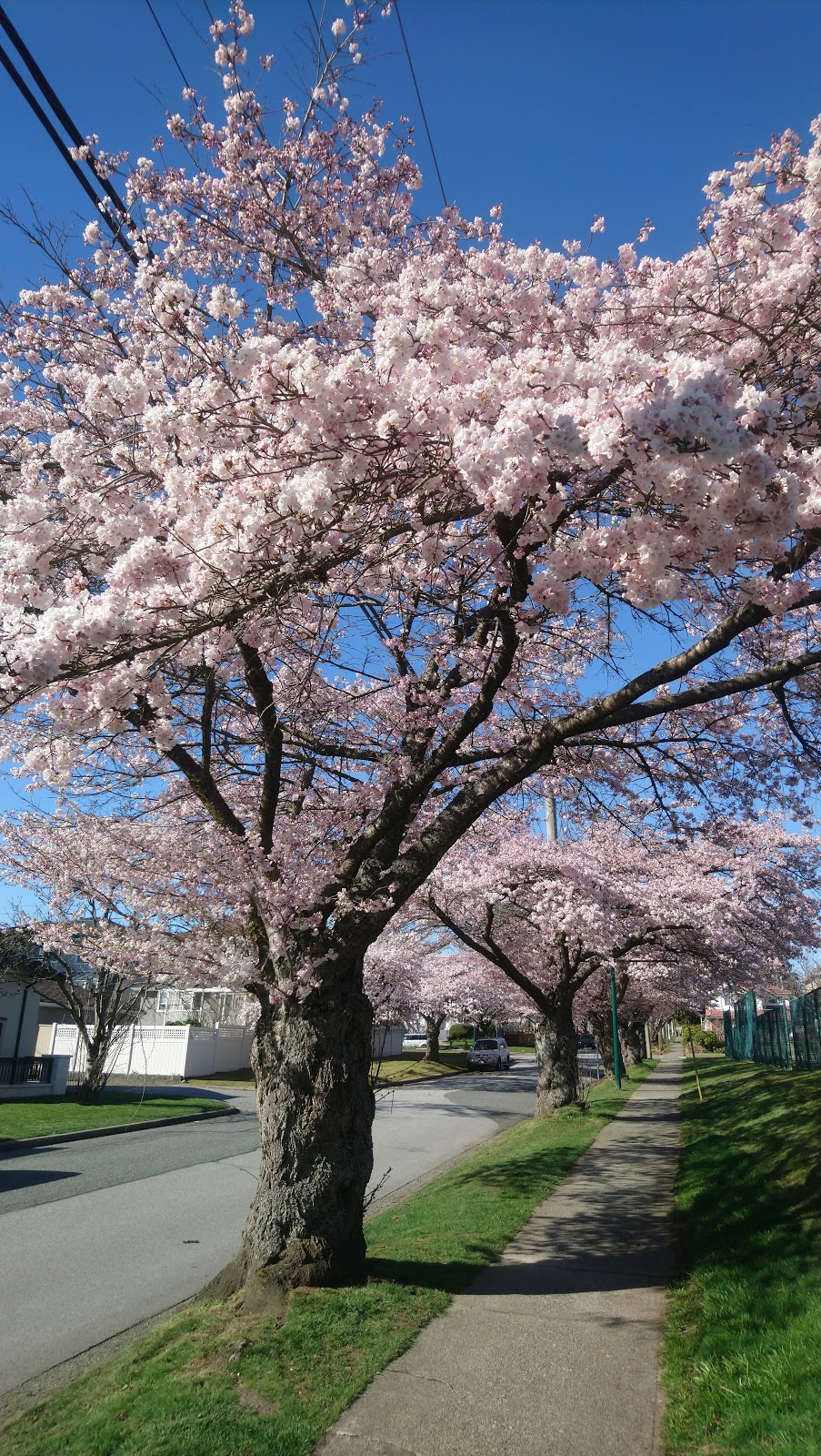Columbia Park | Columbia Park, 5908 Alberta St, Vancouver, BC V5Y 3M9, Canada | Phone: (604) 873-7000