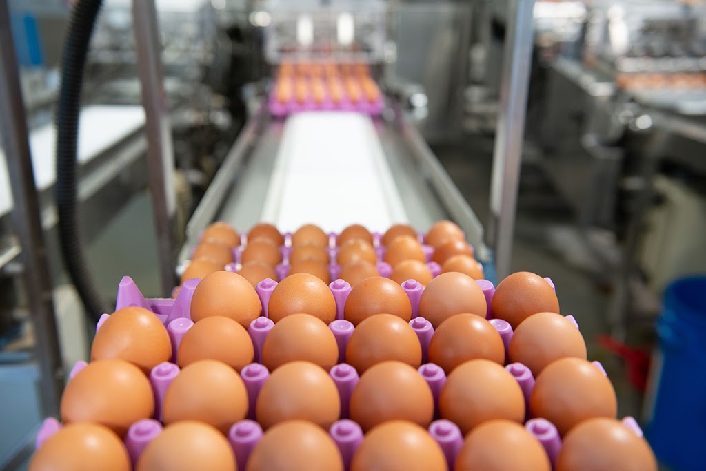 Nature Plus Eggs | 6880 Line 86, Elmira, ON N3B 2Z3, Canada | Phone: (519) 998-2570