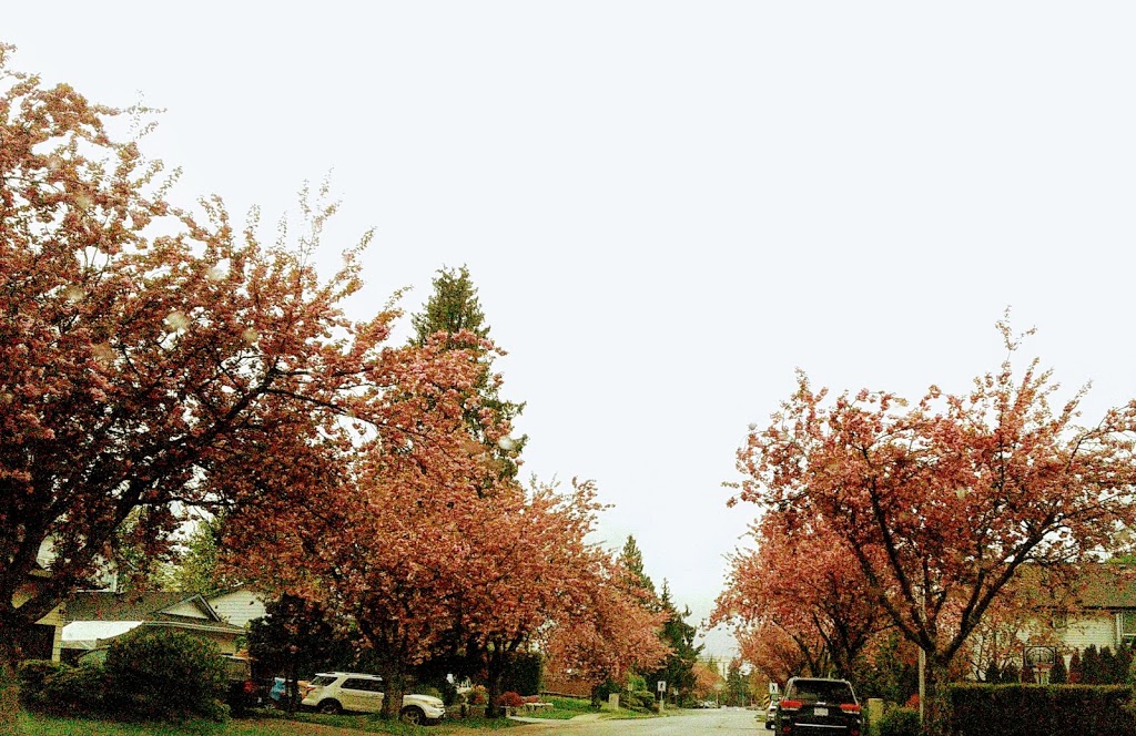 Johnston Heights Park | 9698 151 St, Surrey, BC V3R 8W7, Canada