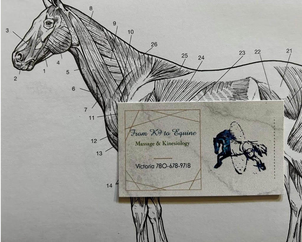 From Equine to K9 massage and kinesiology | 20267 Township Rd 480, Camrose, AB T4V 2M9, Canada | Phone: (780) 678-9718