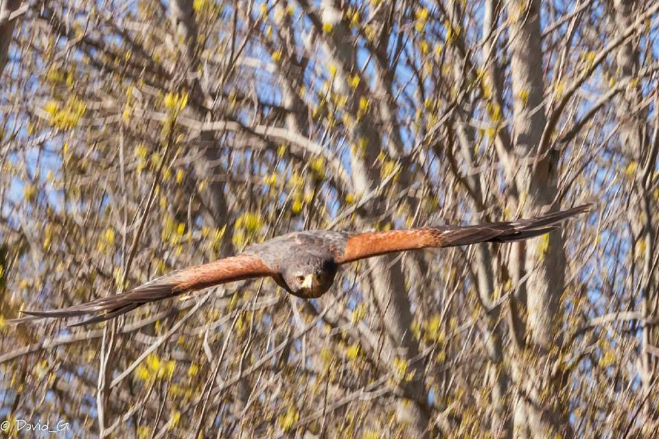 Island Falconry Services | 24 Macrae Dr, Cornwall, PE C0A 1H5, Canada | Phone: (902) 393-4859
