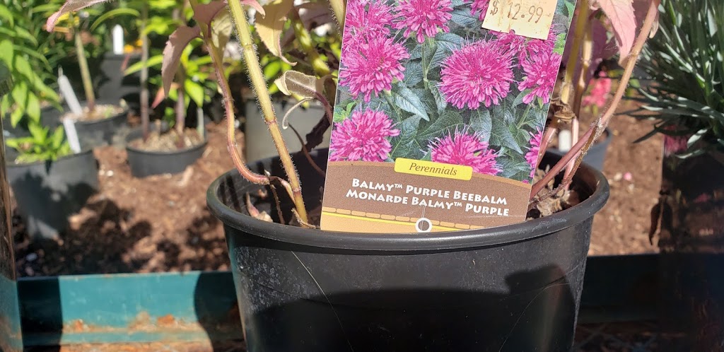 Hope Garden Centre | 21400 Trans-Canada Hwy, Hope, BC V0X 1L3, Canada | Phone: (604) 750-8152