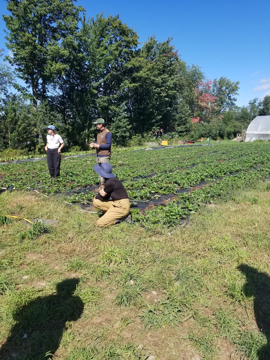 Ferme Les Carottés | 136 Chemin Gaudreau, Brigham, QC J2K 4E6, Canada | Phone: (438) 763-0523