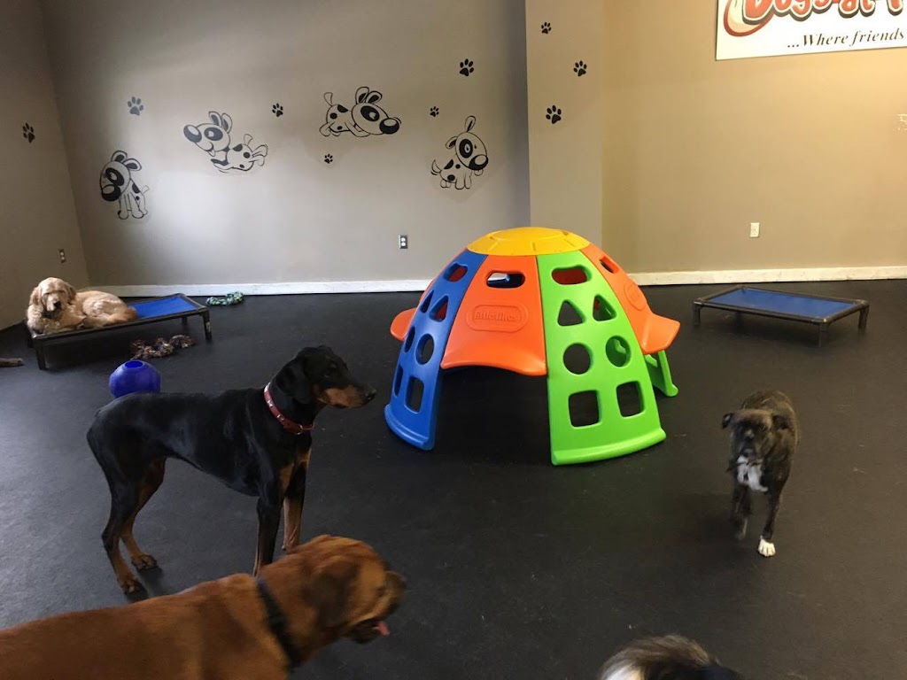 Dogs At Play | 169 Charlotte St S, Newmarket, ON L3Y 3S7, Canada | Phone: (905) 235-8111