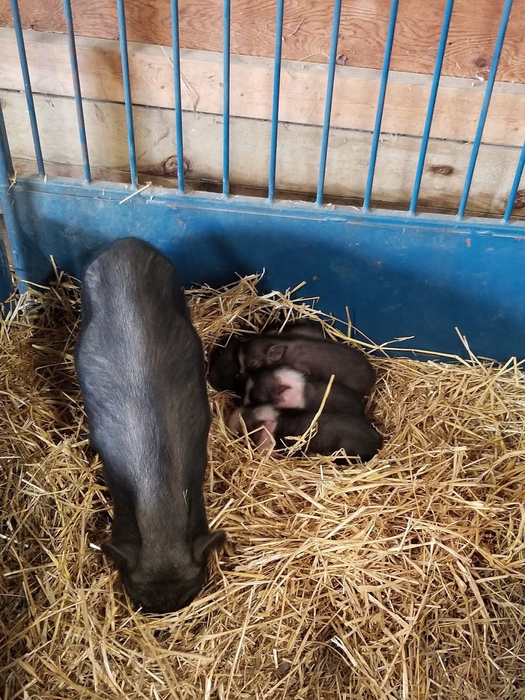 Roseneath Fair (Roseneath Agricultural Society) | 9059 45, Roseneath, ON K0K 2X0, Canada | Phone: (905) 352-3778