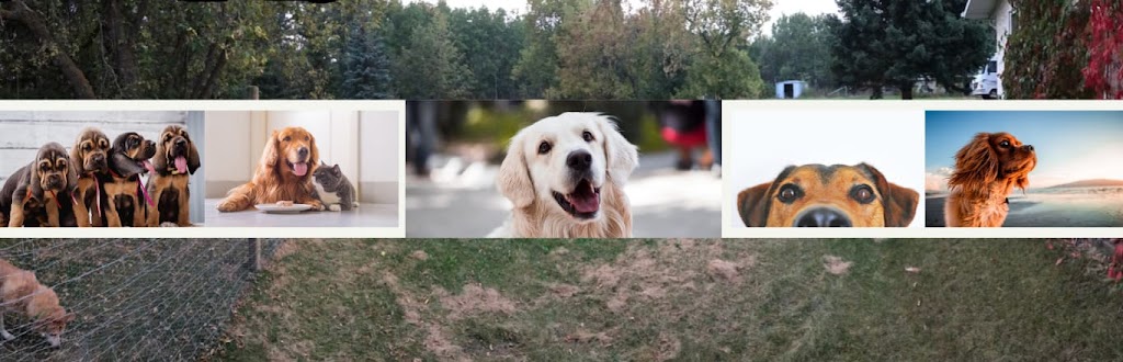 Awesome Doggie Den | 52408 Range Rd 215, Ardrossan, AB T8E 2J3, Canada | Phone: (780) 905-3701