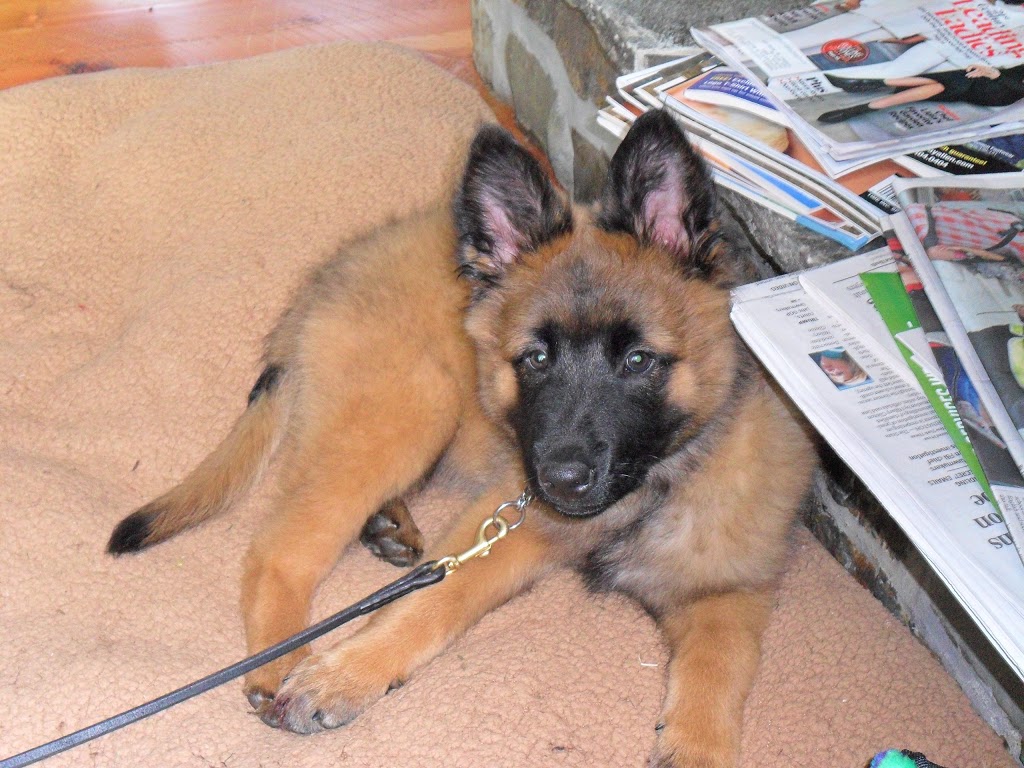 Maplewood Animal Hospital | 2869 W Maplewood Ave, Bellingham, WA 98225, USA | Phone: (360) 715-1430