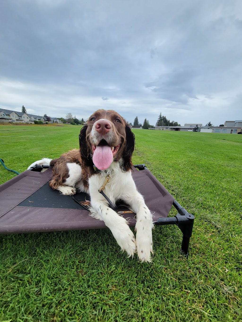 The Common Dog | 13485 Doole Rd, Ladysmith, BC V9G 1G6, Canada | Phone: (250) 889-0286
