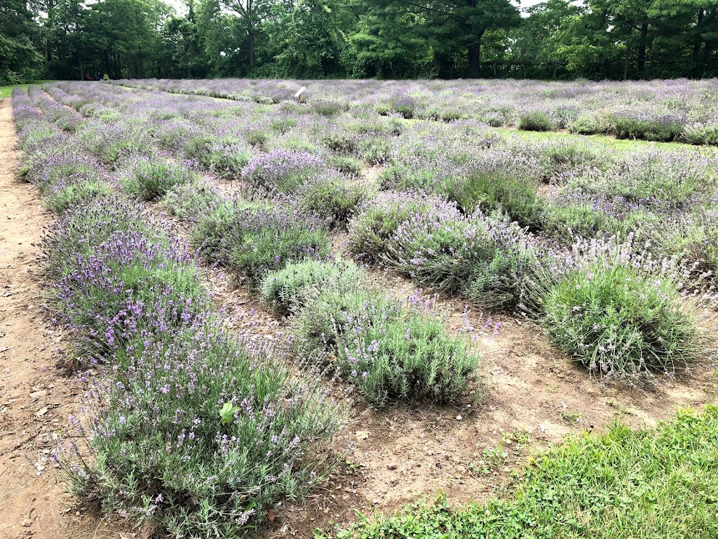 STEED & COMPANY LAVENDER | 47589 Sparta Line, Aylmer, ON N5H 2R4, Canada | Phone: (519) 494-5525