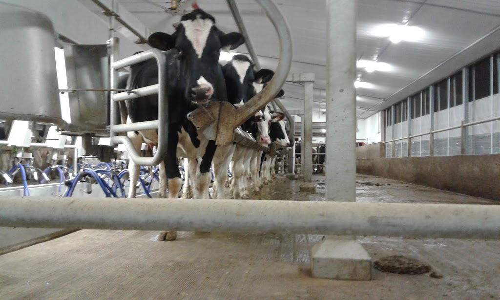Bergeroy Holstein Inc | 3e Rang O, Saint-Samuel-de-Horton, QC G0Z 1G0, Canada | Phone: (819) 353-2535
