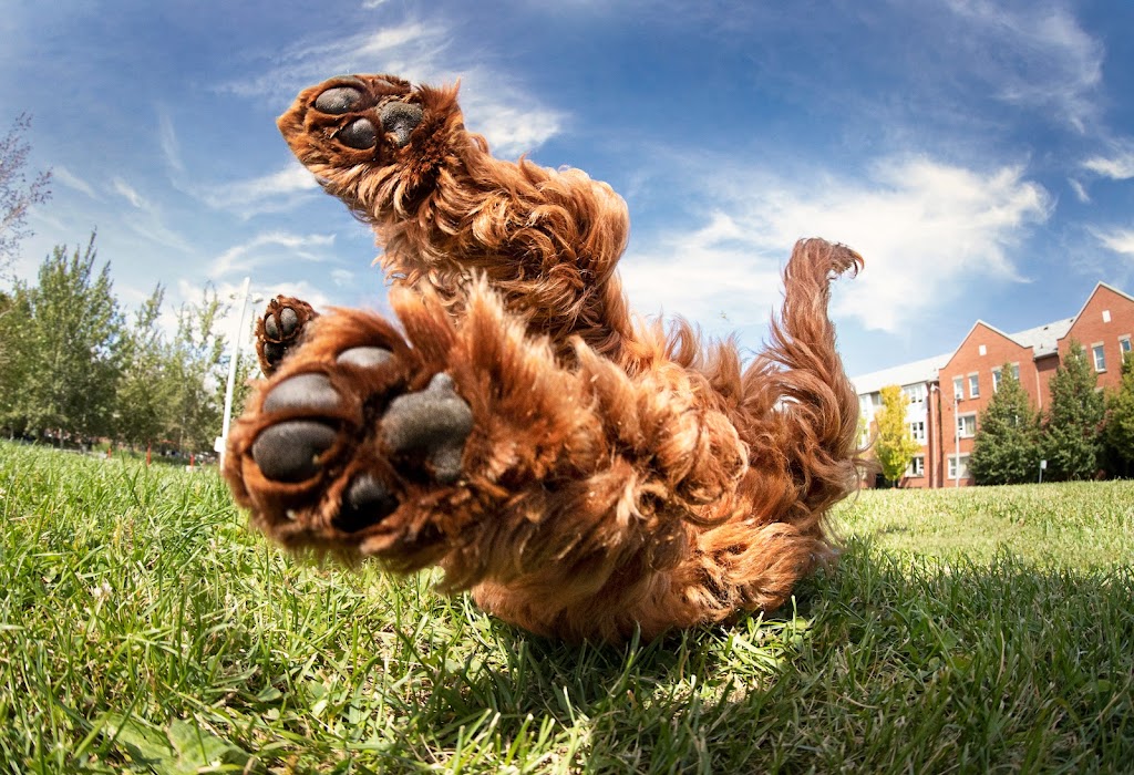 Doggy Dates Toronto | 160 Bastedo Ave, Toronto, ON M4C 3N1, Canada | Phone: (416) 871-3425