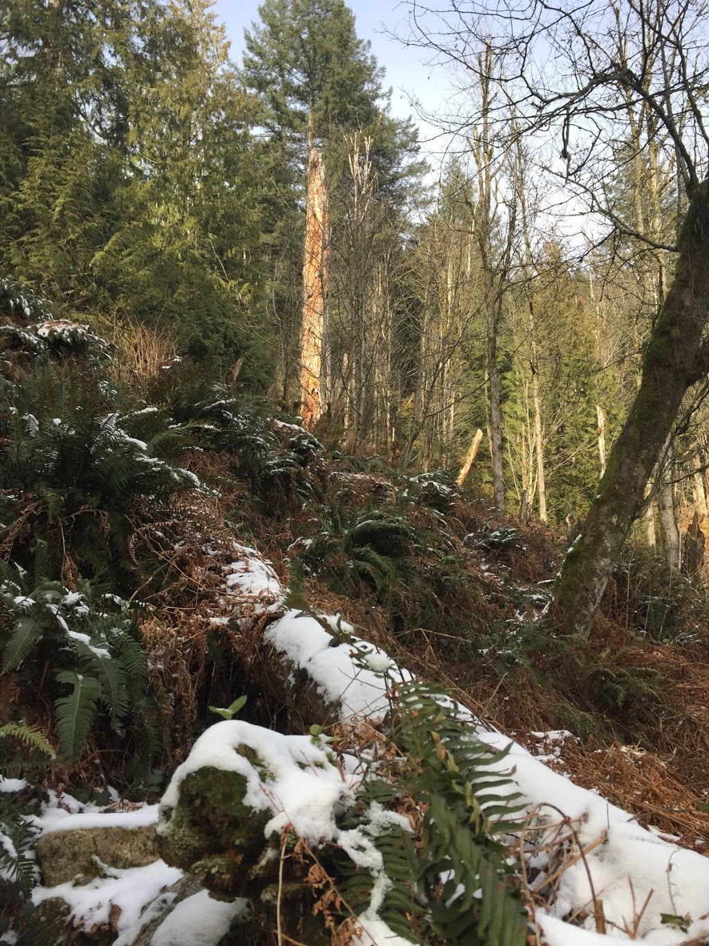 Munro Lake Trail Lookout | Coquitlam, BC V3E 3H1, Canada