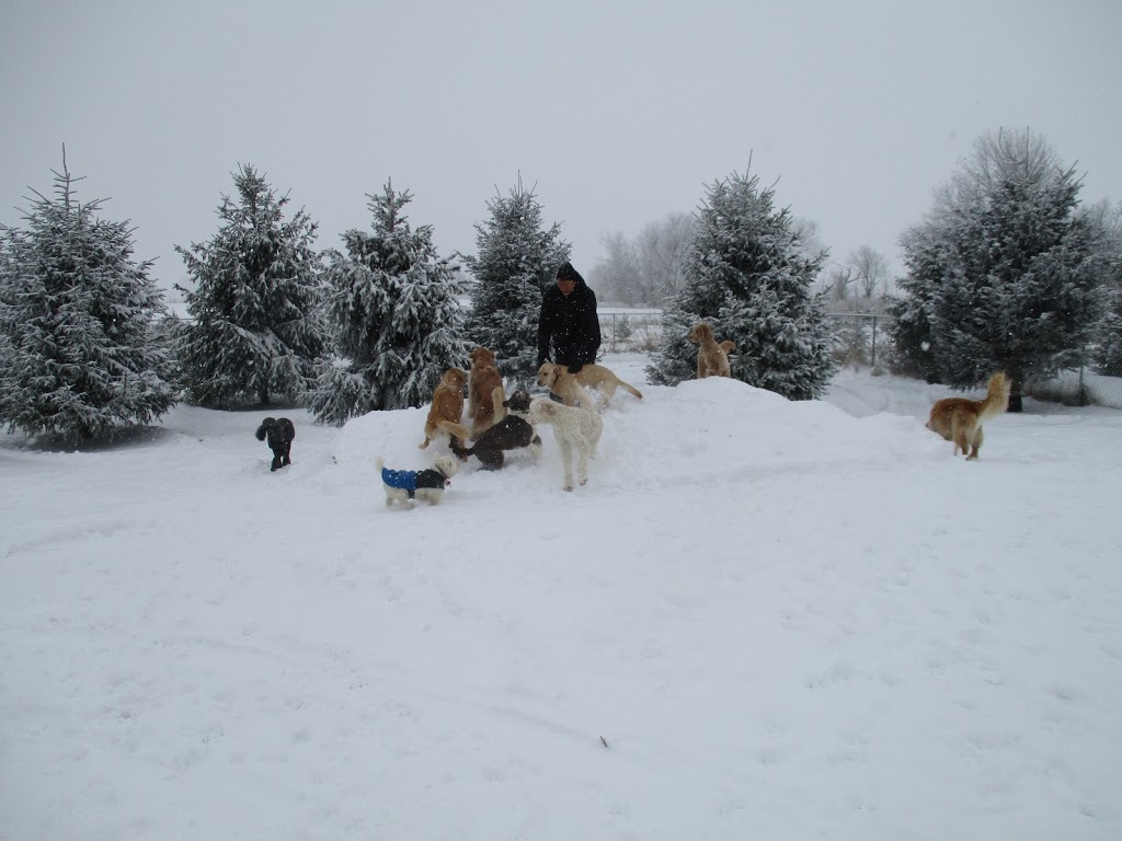 For The Love Of Dogs In Home Boarding | 239 Fallis Line, Millbrook, ON L0A 1G0, Canada | Phone: (705) 740-5535