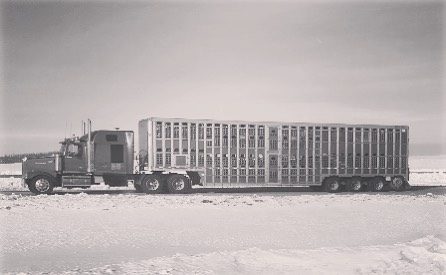 Roberge Transport Inc | Box 700, 1750 Stadacona St W, Moose Jaw, SK S6H 4P4, Canada | Phone: (800) 667-5190