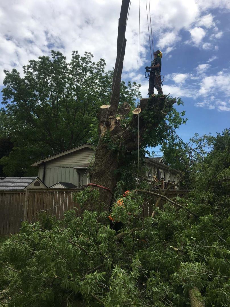 Beesley Tree Care | 169 Inverhaugh Rd, Ariss, ON N0B 1B0, Canada | Phone: (519) 400-3695