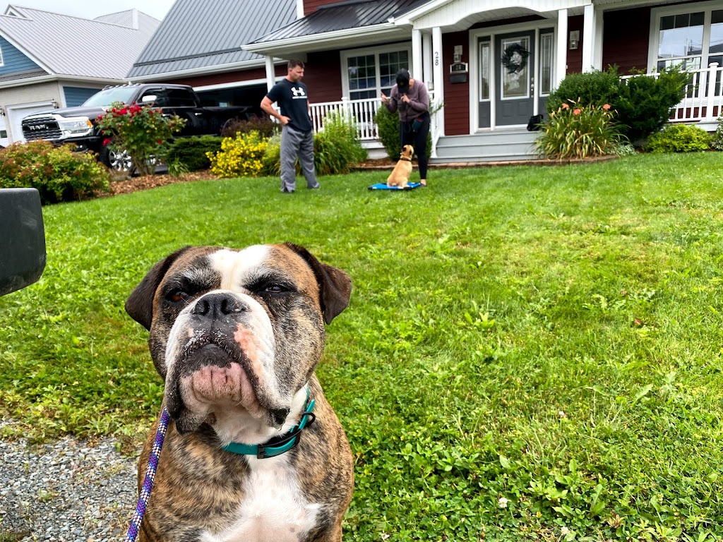 Balanced Doghouse | 229 Cheese Factory Rd, Goshen, NS B0H 1M0, Canada | Phone: (902) 870-4371