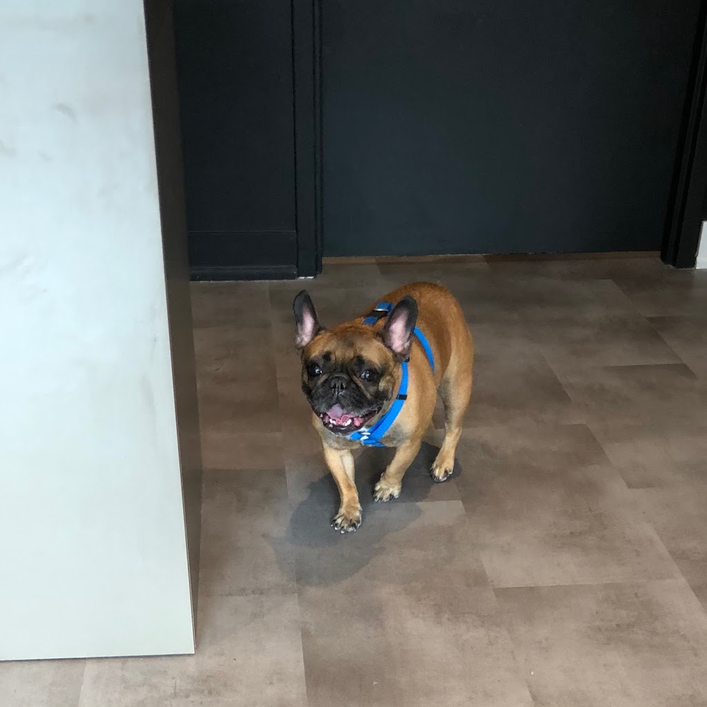 Juicepet | 330 McClellan Way, Aurora, ON L4G 2X8, Canada | Phone: (647) 609-7028