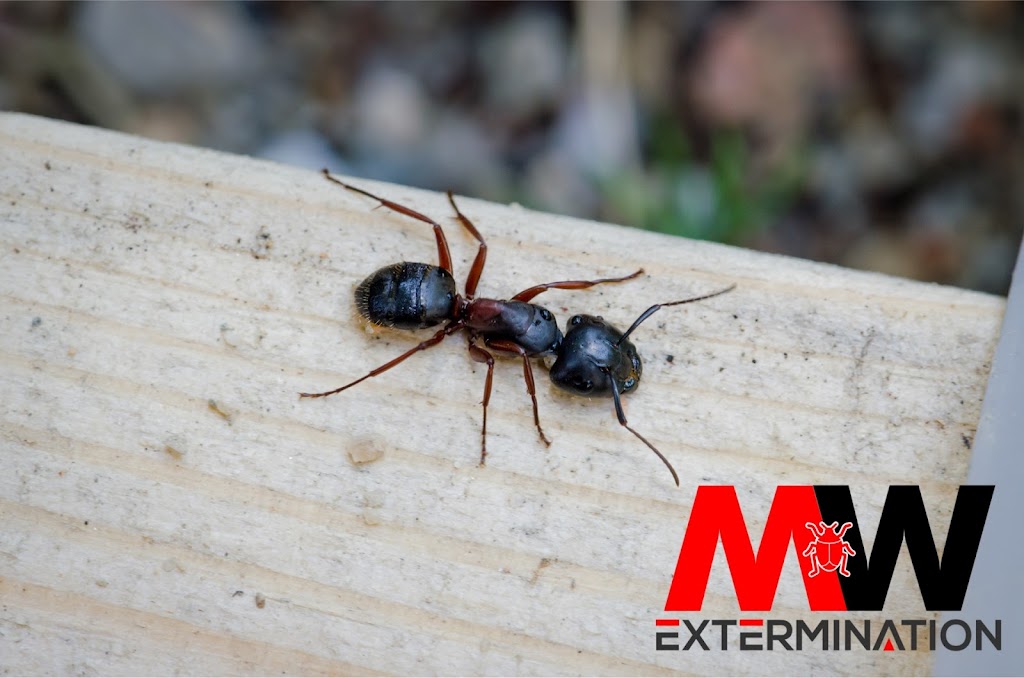 MW Extermination Acton Vale | 2558 Chem. Perreault Guilmain, Saint-Pie, QC J0H 2B0, Canada | Phone: (819) 473-7399