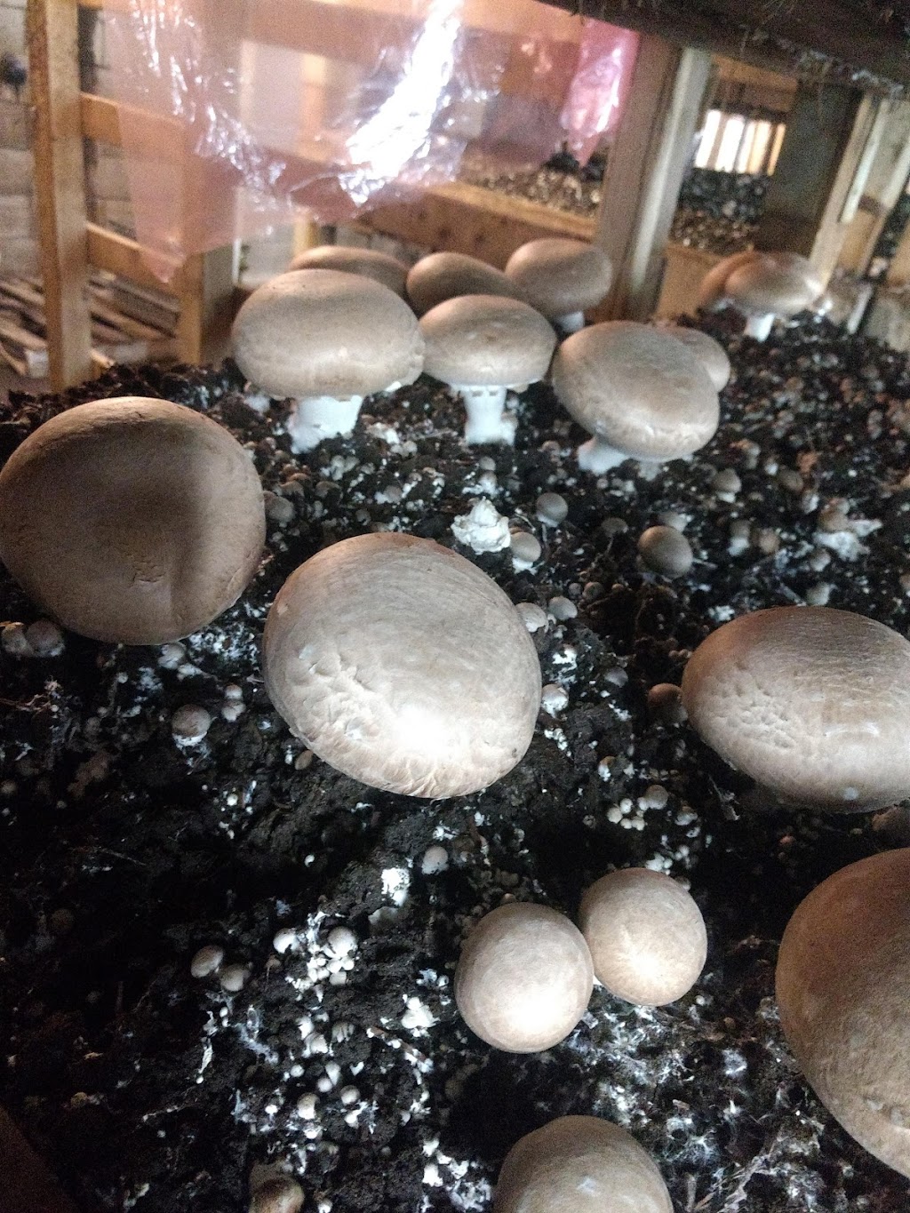 Highline Mushrooms Wellington | 339 Conley Rd, Bloomfield, ON K0K 1G0, Canada | Phone: (613) 399-3121