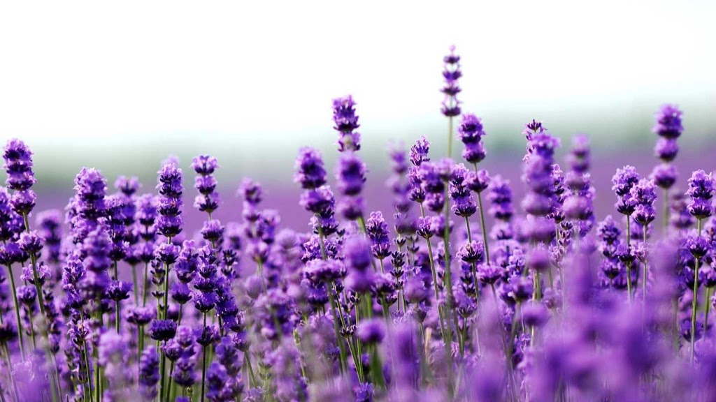 The Medicine Garden | 1515 Violet Crescent, Gabriola, BC V0R 1X5, Canada | Phone: (250) 924-6336