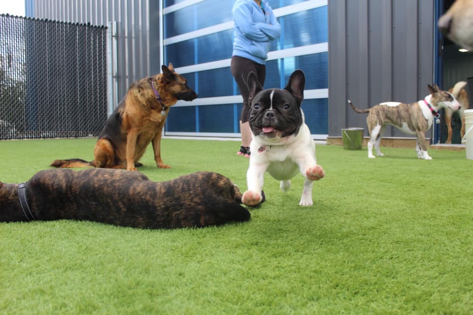 Happy Tails Pet Resort & Spa | 596 St Annes Rd, Winnipeg, MB R2M 3G7, Canada | Phone: (204) 416-7387