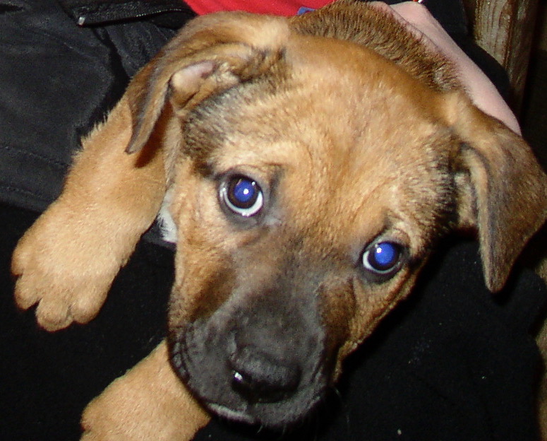 Mission Veterinary Hospital | 7195 Horne St, Mission, BC V2V 3X9, Canada | Phone: (604) 826-8456