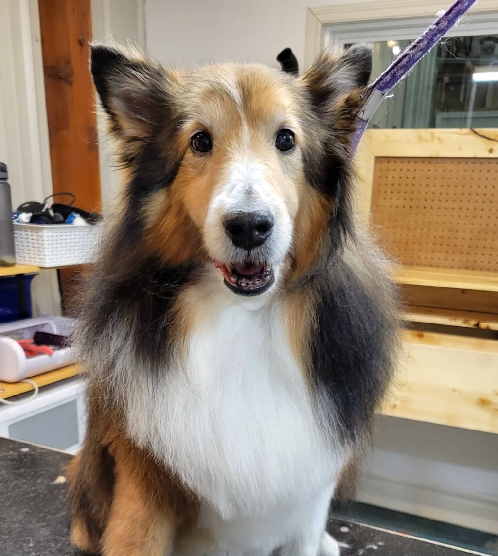 All Kind Grooming | 3578 Township Rd 294, Cremona, AB T0M 0R0, Canada | Phone: (587) 216-2793