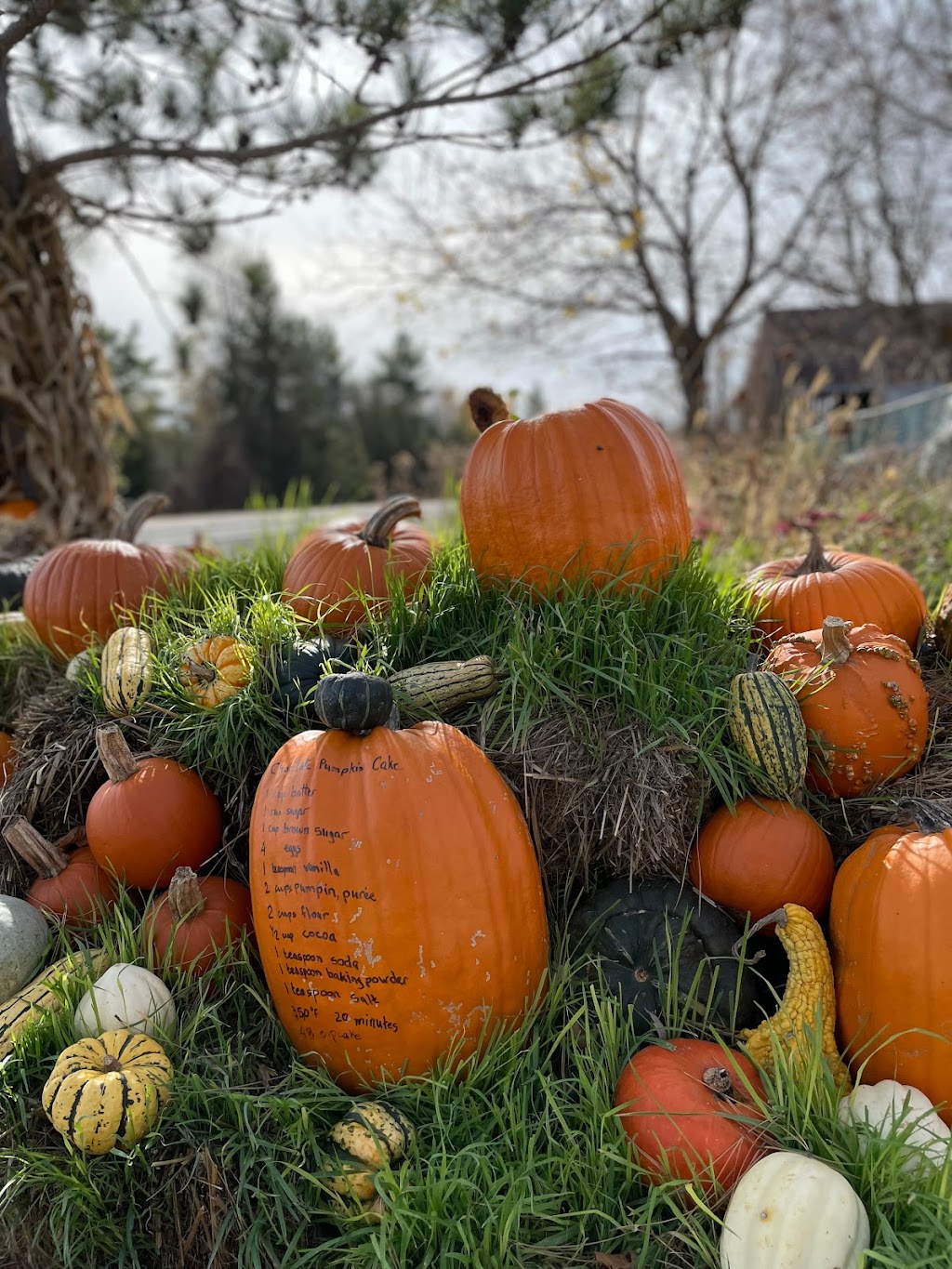 Ferme Caravias (Citrouilles et Gourdes exotiques) | 1119 QC-219, Les Jardins-de-Napierville, QC J0L 1H0, Canada | Phone: (450) 247-2959
