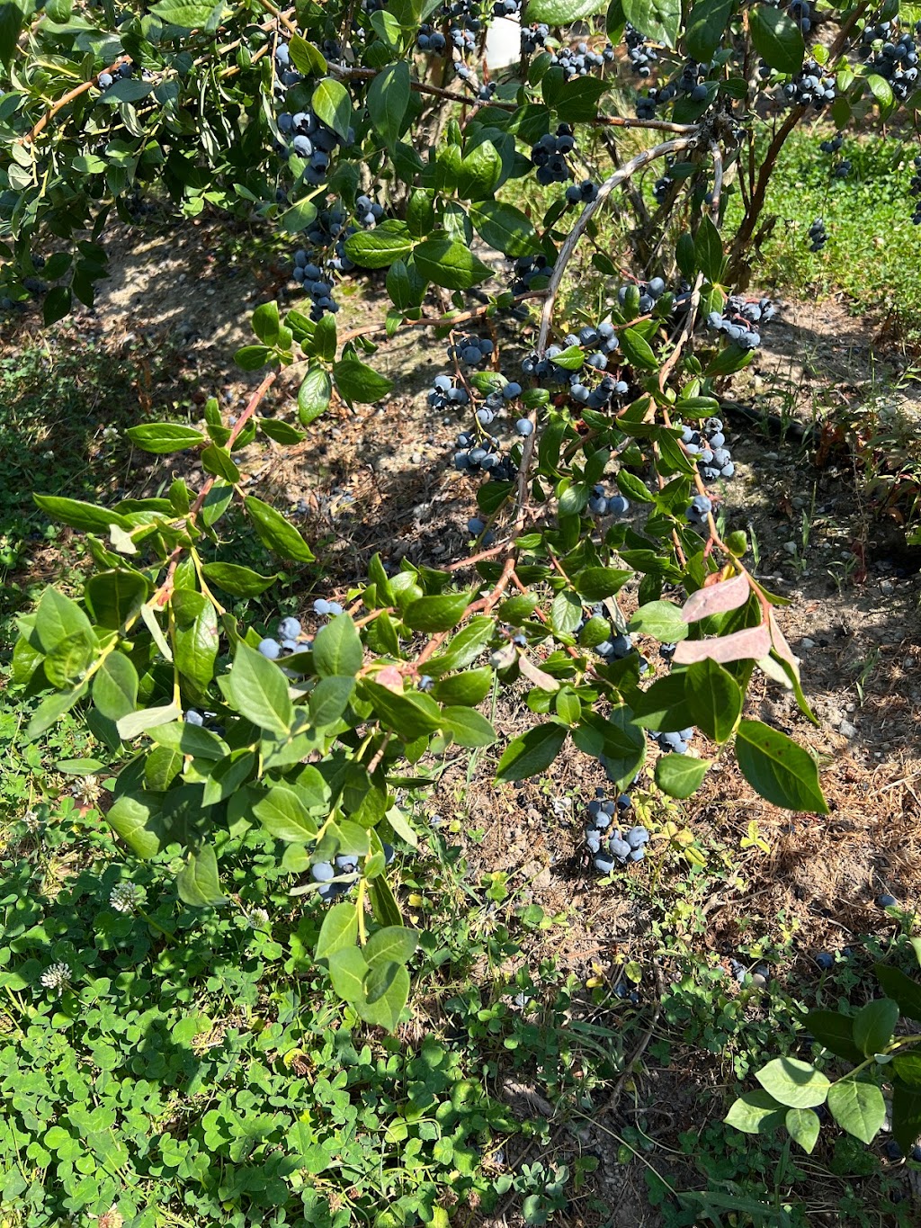 No name blueberries | 12476 Wooldridge Rd, Pitt Meadows, BC V3Y 1Z1, Canada | Phone: (236) 984-1928