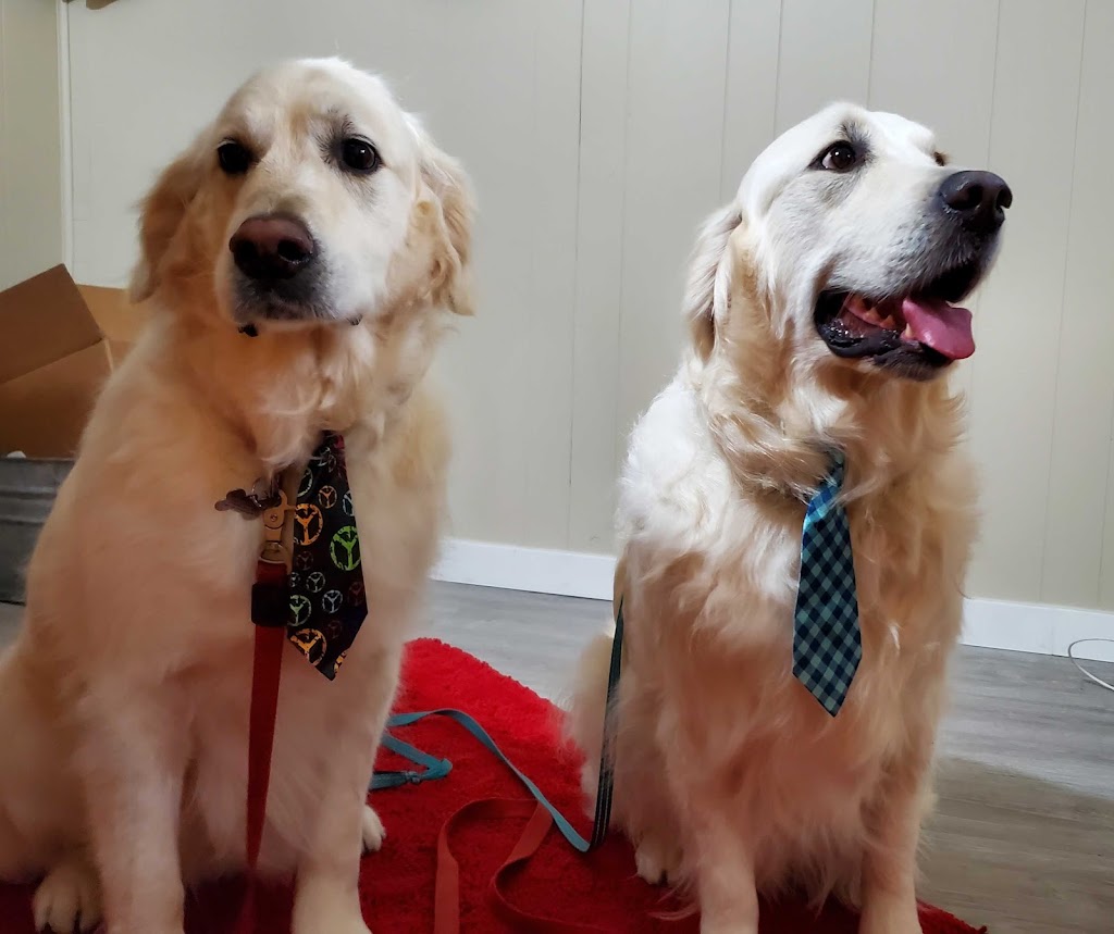 Country Suds Dog Grooming | 1520 Washington St, Greenwood, BC V0H 1J0, Canada | Phone: (236) 353-0010