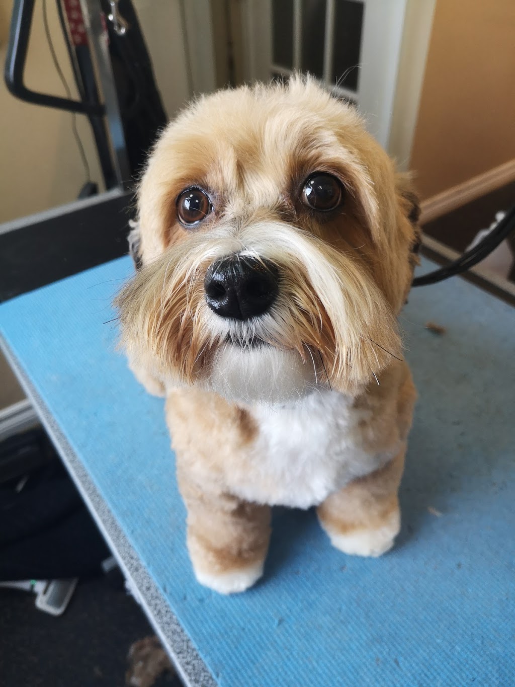 Sackville Muddy Paws Grooming Studio | 366 Main St, Sackville, NB E4L 3H6, Canada | Phone: (506) 224-0045