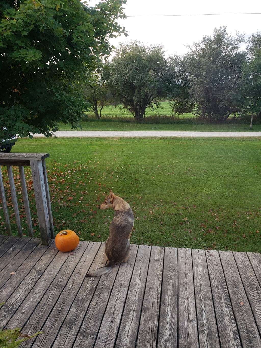 Wagram Springs Farm | 8823 Concession 11 RR1, Moorefield, ON N0G 2K0, Canada | Phone: (519) 323-2300