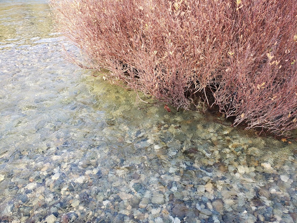 Robertson Creek Hatchery | 10333 Central Lake Rd, Port Alberni, BC V9Y 8Z1, Canada | Phone: (250) 724-6521