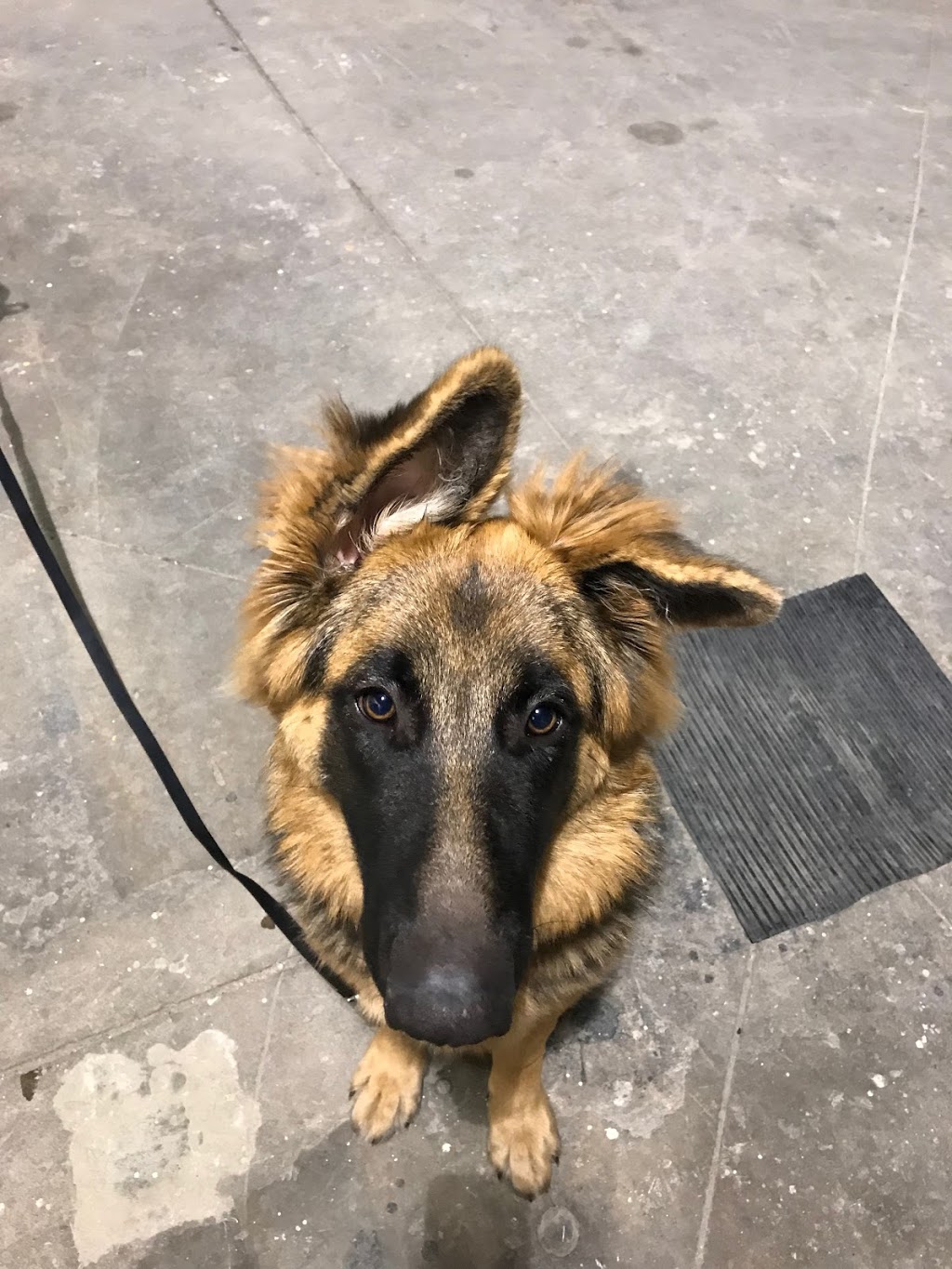 Kala, Services Canins et Équins - Éducation et dressage- LAssom | Rue Cazeneuve, LAssomption, QC J5W 2Y4, Canada | Phone: (450) 803-5078